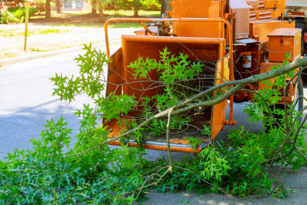 How Our Tree Care Process Works  in  Lockport, NY