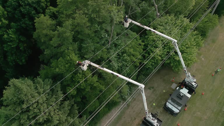 Lockport, NY Tree Services Company