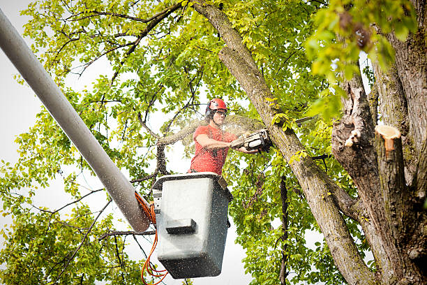 Leaf Removal in Lockport, NY